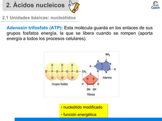 2. Ácidos nucleicos
2.1 Unidades básicas: nucleótidos
Adenosin trifosfato (ATP): Esta molécula guarda en los enlaces de sus
grupos fosfatos energía, la que se libera cuando se rompen (aporta
energía a todos los procesos celulares).
- nucleótido modificado
- función energética
- nucleótido modificado
- función energética
 