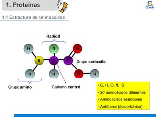 1. Proteínas
1.1 Estructura de aminoácidos
C CN
HH
H
H
R O
O
Radical
Carbono central
Grupo carboxilo
Grupo amino - C, H, O, N, S
- 20 aminoácidos diferentes
- Aminoácidos esenciales
- Anfóteros (ácido-básico)
- C, H, O, N, S
- 20 aminoácidos diferentes
- Aminoácidos esenciales
- Anfóteros (ácido-básico)
 