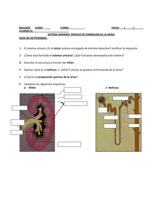 BIOLOGÍA  CURSO: _____        TURNO: ___________                    FECHA: ___/______/_______
ALUMNO/A:___________________________
                    SISTEMA URINARIO: PROCESO DE FORMACIÓN DE LA ORINA.
GUIA DE ACTIVIDADES:


1- El sistema urinario ¿Es el único sistema encargado de eliminar desechos? Justificar la respuesta.

2- ¿Cómo está formado el sistema urinario? ¿Qué funciones desempeña este sistema?

3- Describir la estructura y función del riñón.

4- Explicar ¿Qué es la nefrona o nefrón? ¿Cómo se produce la formación de la orina?

5- ¿Cuál es la composición química de la orina?

6- Completa los siguientes esquemas:
   a- Riñón                                                             b- Nefrona
 
