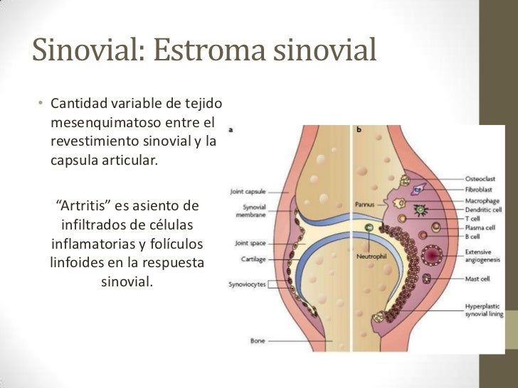 Biología de las articulaciones