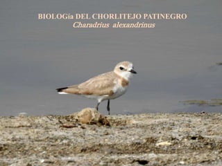 BIOLOGía DEL CHORLITEJO PATINEGRO
Charadrius alexandrinus
 