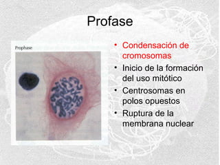 Profase
• Condensación de
cromosomas
• Inicio de la formación
del uso mitótico
• Centrosomas en
polos opuestos
• Ruptura de la
membrana nuclear

 