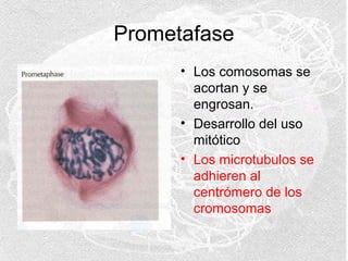 Prometafase
• Los comosomas se
acortan y se
engrosan.
• Desarrollo del uso
mitótico
• Los microtubulos se
adhieren al
centrómero de los
cromosomas

 