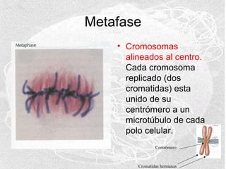 Metafase
• Cromosomas
alineados al centro.
Cada cromosoma
replicado (dos
cromatidas) esta
unido de su
centrómero a un
microtúbulo de cada
polo celular.
Centrómero

Cromatidas hermanas

 