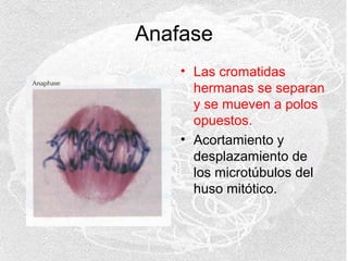 Anafase
• Las cromatidas
hermanas se separan
y se mueven a polos
opuestos.
• Acortamiento y
desplazamiento de
los microtúbulos del
huso mitótico.

 