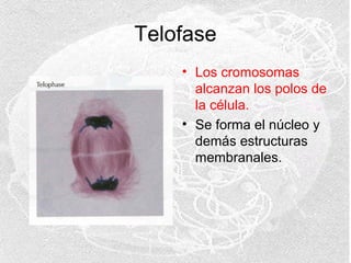 Telofase
• Los cromosomas
alcanzan los polos de
la célula.
• Se forma el núcleo y
demás estructuras
membranales.

 