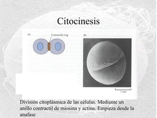Citocinesis

División citoplásmica de las células. Mediante un
anillo contractil de miosina y actina. Empieza desde la
anafase

 