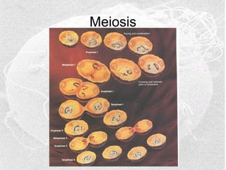 Meiosis

 