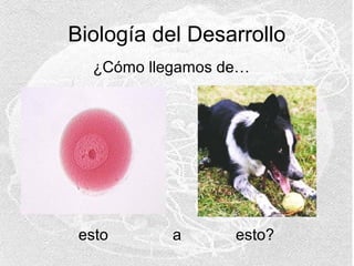 Biología del Desarrollo
¿Cómo llegamos de…

esto

a

esto?

 