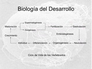 Biología del Desarrollo
Espermatogénesis

Maduración

Fertilización

Gastrulación

Ovogénesis

Embriologénesis

Crecimiento
Individuo

Diferenciación

Organogénesis

Ciclo de Vida de los Vertebrados

Neurulación

 