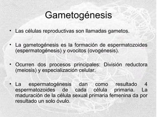 Gametogénesis
• Las células reproductivas son llamadas gametos.
• La gametogénesis es la formación de espermatozoides
(espermatogénesis) y ovocitos (ovogénesis).
• Ocurren dos procesos principales: División reductora
(meiosis) y especialización celular.
• La espermatogénesis dan como resultado 4
espermatozoides de cada célula primaria. La
maduración de la célula sexual primaria femenina da por
resultado un solo óvulo.

 
