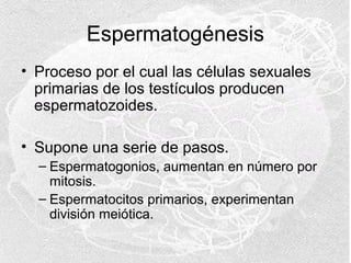Espermatogénesis
• Proceso por el cual las células sexuales
primarias de los testículos producen
espermatozoides.
• Supone una serie de pasos.
– Espermatogonios, aumentan en número por
mitosis.
– Espermatocitos primarios, experimentan
división meiótica.

 