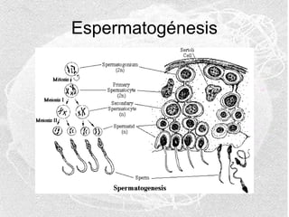 Espermatogénesis

 
