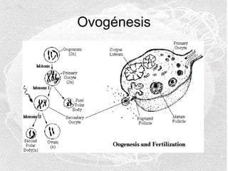 Ovogénesis

 