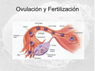 Ovulación y Fertilización

 