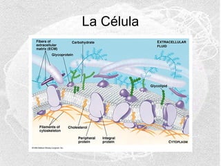La Célula

 