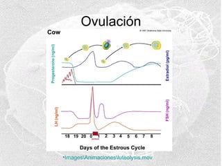 Ovulación

•ImagesAnimacionesluteolysis.mov

 