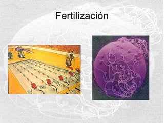 Fertilización

 