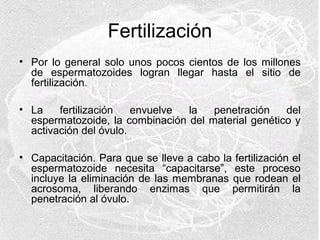 Fertilización
• Por lo general solo unos pocos cientos de los millones
de espermatozoides logran llegar hasta el sitio de
fertilización.
• La
fertilización
envuelve
la
penetración
del
espermatozoide, la combinación del material genético y
activación del óvulo.
• Capacitación. Para que se lleve a cabo la fertilización el
espermatozoide necesita “capacitarse”, este proceso
incluye la eliminación de las membranas que rodean el
acrosoma, liberando enzimas que permitirán la
penetración al óvulo.

 