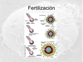 Fertilización

 