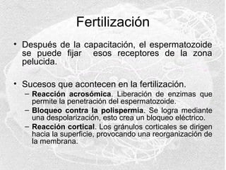 Fertilización
• Después de la capacitación, el espermatozoide
se puede fijar esos receptores de la zona
pelucida.
• Sucesos que acontecen en la fertilización.
– Reacción acrosómica. Liberación de enzimas que
permite la penetración del espermatozoide.
– Bloqueo contra la polispermia. Se logra mediante
una despolarización, esto crea un bloqueo eléctrico.
– Reacción cortical. Los gránulos corticales se dirigen
hacia la superficie, provocando una reorganización de
la membrana.

 