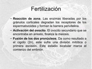 Fertilización
– Reacción de zona. Las enzimas liberadas por los
gránulos corticales degradan los receptores de los
espermatozoides y forman la barrera perivitelina.
– Activación del ovocito. El ovocito secundario que se
encontraba en arresto, finaliza la meiosis.
– Fusión de los dos pronúcleos. Da como resultado a
el cigoto (2n), este sufre una división mitótica o
primera escisión. Este estadio bicelular marca el
comienzo del embrión.

 
