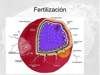 Fertilización

 