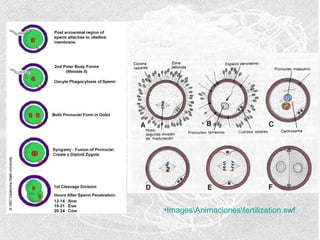 •ImagesAnimacionesfertilization.swf

 