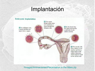 Implantación

•ImagesAnimacionesPlacentation in the Mare.zip

 