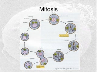 Mitosis

 