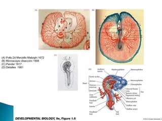 (A) Pollo 2d Marcello Malpighi 1672
(B) Microscopio disección 1908
(C) Pander 1817
(D) Detalles 1981
 