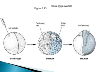 Figure 1.13
Roux aguja caliente
 