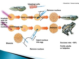 Tadpole
Remove nucleus
Intestinal cells
Inject nucleus into egg Success rate: 1% – 2%
Irradiate
with UV
Light to
kill the
nucleus Unfertilized egg
Blastula
Blastula
Remove nucleus
Inject nucleus
into egg Success rate: ~50%
Fertile adults
or tadpoles
 