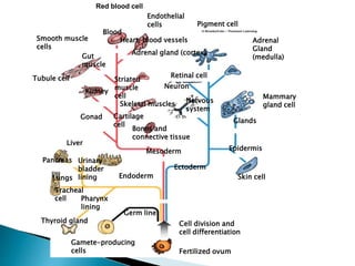 Red blood cell
Endothelial
cells
Blood
Heart, blood vessels
Adrenal gland (cortex)
Pigment cell
Adrenal
Gland
(medulla)
Retinal cell
Neuron
Nervous
system
Striated
muscle
cell
Skeletal muscles
Cartilage
cell
Bones and
connective tissue
Smooth muscle
cells
Gut
muscle
Tubule cell
Kidney
Gonad
Mammary
gland cell
Glands
Mesoderm
Ectoderm
Endoderm
Urinary
bladder
lining
Liver
Pancreas
Lungs
Tracheal
cell Pharynx
lining
Thyroid gland
Gamete-producing
cells
Germ line
Cell division and
cell differentiation
Fertilized ovum
Skin cell
Epidermis
 