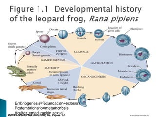 Embriogenesis=fecundación–eclosión
Postembrionario=metamorfosis
Adultez =maduración sexual
 
