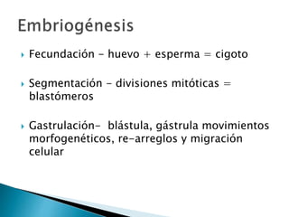  Fecundación - huevo + esperma = cigoto
 Segmentación - divisiones mitóticas =
blastómeros
 Gastrulación- blástula, gástrula movimientos
morfogenéticos, re-arreglos y migración
celular
 