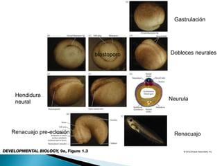 Gastrulación
blastoporo Dobleces neurales
Hendidura
neural
Neurula
Renacuajo pre-eclosión Renacuajo
 