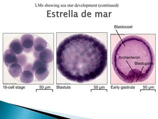 LMs showing sea star development (continued)
16-cell stage Blastula Early gastrula 50 µm50 µm50 µm
Blastopore
Archenteron
Blastocoel
 