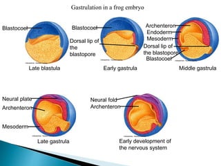 Gastrulation in a frog embryo
Late blastula Early gastrula Middle gastrula
Late gastrula Early development of
the nervous system
Blastocoel Blastocoel
Dorsal lip of
the blastopore
Archenteron
Endoderm
Mesoderm
Dorsal lip of
the
blastopore
Blastocoel
Neural plate
Archenteron Archenteron
Neural fold
Mesoderm
 