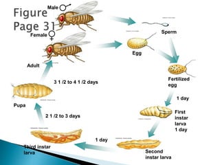 Male
Female
Adult
3 1 /2 to 4 1 /2 days
Pupa
2 1 /2 to 3 days
Third instar
larva
1 day
Second
instar larva
1 day
First
instar
larva
1 day
Fertilized
egg
Egg
Sperm
+
 