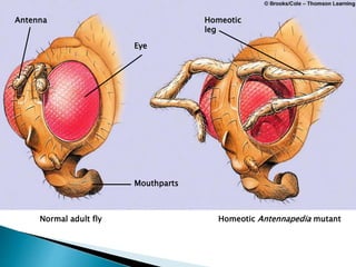 Antenna
Eye
Mouthparts
Homeotic
leg
Normal adult fly Homeotic Antennapedia mutant
 