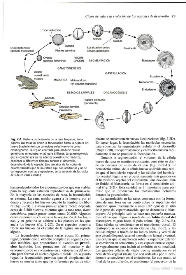 Biología del Desarrollo Gilbert 7a edición.pdf