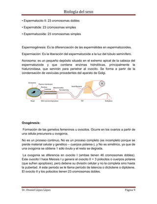 Biología del sexo
Dr. Otoniel López López Página 9
• Espermatocito II: 23 cromosomas dobles
• Espermátide: 23 cromosomas simples
• Espermatozoide: 23 cromosomas simples
Espermiogénesis: Es la diferenciación de las espermátides en espermatozoides.
Espermiación: Es la liberación del espermatozoide a la luz del túbulo seminífero.
Acrosoma: es un pequeño depósito situado en el extremo apical de la cabeza del
espermatozoide y que contiene enzimas hidrolíticas, principalmente la
hialuronidasa, que servirán para penetrar al ovocito. Se forma a partir de la
condensación de vesículas procedentes del aparato de Golgi.
Ovogénesis:
Formación de las gametos femeninos u ovocitos. Ocurre en los ovarios a partir de
una célula precursora u ovogonia.
No es un proceso continuo, No es un proceso completo (es incompleto porque se
pierde material celular y genético – cuerpos polares-), y No es simétrico, ya que de
una ovogonia se obtiene 1 sólo óvulo y el resto se degrada.
La ovogonia se diferencia en ovocito I (ambas tienen 46 cromosomas dobles).
Este ovocito I hace Meiosis I y genera el ovocito II + 3 polocitos o cuerpos polares
(que sufren apoptosis), pero detiene su división celular y no la completa sino hasta
la pubertad. A este periodo se le llama período de latencia o dictiotene o diplotene.
El ovocito II y los polocitos tienen 23 cromosomas dobles.
 