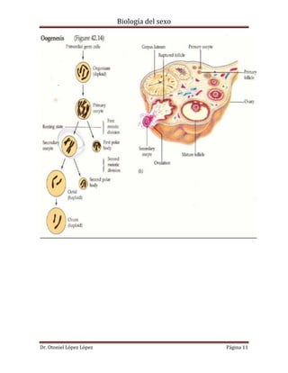 Biología del sexo
Dr. Otoniel López López Página 11
 