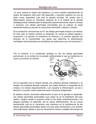Biología del sexo
Dr. Otoniel López López Página 3
La zona cortical se origina del peritoneo y la zona medular probablemente se
origina del blastema Inter-renal. Del desarrollo y evolución posterior de una de
estas zonas dependerá cual será la gónada formada. Se acepta que la
diferenciación sexual en mamíferos depende de si la medula de la gónada
histológicamente indiferenciada se desarrolla predominantemente sobre la corteza
o viceversa. Las células germinales primordiales que se originan en áreas
extraembrionarias se asocian al componente dominante ( médula o corteza).
Si la constitución cromosómica es XY, las células germinales emigran a la medula.
En este caso, la medula continúa su desarrollo, en cambio la corteza regresa o
involuciona y la gónada se transforma en testículo y el embrión adquiere los
atributos de la masculinidad. Los genes que determina la diferenciación
morfológica de los testículos son portadores por autosomas y por el cromosoma Y.
Por el contrario, si la constitución genética es XX, las células germinales
permanecen en la corteza de la gónada indiferenciada la que se transforma en
ovario y el embrión en hembra.
Se ha propuesto que la medula secreta una sustancia llamada medularina y la
corteza una sustancia llamada cortecina, las cuales inhibirían el desarrollo de la
corteza y la medula respectivamente y así causaría la diferenciación ya sea a
testículo o a ovarios. Estas sustancias serian inductores antagonistas.
El sistema inductor dominante determinaría el sexo de la gónada en desarrollo.
Las células germinales primordiales cuyo origen es en el endodermo del saco
vitelino, emigran desde su posición inicial en las áreas extraembrionarias a los
pliegues genitales en desarrollo. Allí se ubican definitivamente. No se conoce
exactamente cuál es el mecanismo que interviene en la transferencia de las
células germinales primordiales desde una área extra embrionaria a una posición
intra embrionaria. Debido a que los mecanismos íntimos y detalles del proceso de
 