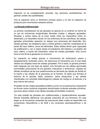 Biología del sexo
Dr. Otoniel López López Página 4
migración no es completamente conocido, hay opiniones contradictorias. En
general, existen dos posibilidades:
Una la migración sería un fenómeno proceso pasivo y la otra la migración se
produciría por movimientos celulares activos.
La Gónada Indiferenciada
La primera manifestación de las gónadas se aprecia en un embrión en forma de
un par de eminencias longitudinales llamadas crestas o pliegues gonadales.
Situadas a ambos lados de la línea media entre los mesonefros (riñón en
desarrollo) y el mesenterio dorsal. En los embriones de los mamíferos, las células
genitales primordiales aparecen en etapas muy tempranas del desarrollo. Son
células grandes, de citoplasma claro y núcleo grande y redondo, localizadas en la
pared del saco vitelino, cerca del alantoides. Estas células tienen gran capacidad
de proliferación y van a migrar desde el endodermo del intestino y el epitelio del
saco vitelino, a través del mesenterio, hasta las crestas gonadales. Esto ocurre
hacia el día 26 de la gestación en el bovino.
Su migración se realiza gracias a movimientos de traslocación pasiva y
desplazamiento amiboideo activo. Se desconoce el mecanismo por el cual estas
células son dirigidas hacia las crestas gonadales. Por lo tanto, la gónada primitiva
está integrada por dos tipos de tejidos: Una formada por las células germinales
primordiales (precursoras de los gametos masculinos o femeninos), rodeada de
células somáticas de las que posteriormente se derivarán las células de Sertoli en
el macho y las células de la granulosa en la hembra. El tejido que formará el
estroma de la gónada: tejido conectivo, vasos sanguíneos y las células
intersticiales con actividad esteroidogénica (células de Leydig en el testículo y la
teca interna del ovario).
El epitelio de las crestas gonadales prolifera y junto con el parénquima subyacente
se forman varios cordones irregulares denominados cordones sexuales primitivos,
que poco apoco rodean a las células sexuales primordiales invasoras.
En este posible las gónadas son indiferenciadas y bipotencialmente sexuales.
Siendo imposible diferenciar una gónada masculina de una femenina. En esta
etapa ya se encuentran presentes las estructuras delas cuales se desarrollan los
conductores mesonéfricos o de Wolf y los conductos paramesonéfricos o de
Müller.
 