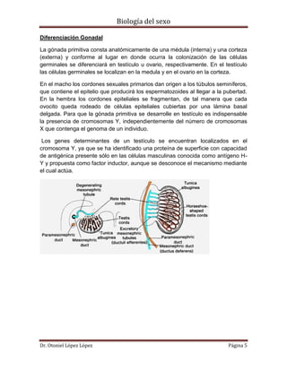 Biología del sexo
Dr. Otoniel López López Página 5
Diferenciación Gonadal
La gónada primitiva consta anatómicamente de una médula (interna) y una corteza
(externa) y conforme al lugar en donde ocurra la colonización de las células
germinales se diferenciará en testículo u ovario, respectivamente. En el testículo
las células germinales se localizan en la medula y en el ovario en la corteza.
En el macho los cordones sexuales primarios dan origen a los túbulos seminíferos,
que contiene el epitelio que producirá los espermatozoides al llegar a la pubertad.
En la hembra los cordones epiteliales se fragmentan, de tal manera que cada
ovocito queda rodeado de células epiteliales cubiertas por una lámina basal
delgada. Para que la gónada primitiva se desarrolle en testículo es indispensable
la presencia de cromosomas Y, independientemente del número de cromosomas
X que contenga el genoma de un individuo.
Los genes determinantes de un testículo se encuentran localizados en el
cromosoma Y, ya que se ha identificado una proteína de superficie con capacidad
de antigénica presente sólo en las células masculinas conocida como antígeno H-
Y y propuesta como factor inductor, aunque se desconoce el mecanismo mediante
el cual actúa.
 