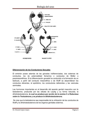 Biología del sexo
Dr. Otoniel López López Página 6
Diferenciación de los Conductores Sexuales
El embrión posee además de las gónadas indiferenciadas, dos sistemas de
conductos, los de potencialidad femenina o conductos de Müller o
paramesonéfricos. Si la diferenciación gonadal ha conducido a la formación de un
testículo, a partir del conducto mesonéfrico o de Wolff se desarrollaran los
conductos eferentes, el epidídimo, los conductores deferentes y las vesículas
seminales.
Las hormonas importantes en el desarrollo del aparato genital masculino son la
testosterona, producida por las células de Leydig y su forma reducida, la
dihidrotestosterona, la cual se produce por acción de la enzima 5 α Reductasa
sobre la Testosterona y se produce la dihidrotestosterona.
Se cree que la testosterona sea responsable de la virilización de los conductos de
Wolff y la dihidrotestosterona de los órganos genitales externos.
 