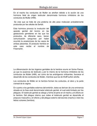 Biología del sexo
Dr. Otoniel López López Página 7
En el macho los conductos de Muller se atrofian debido a la acción de una
hormona fetal de origen testicular denominada hormona inhibidora de los
conductos de Muller (HIM).
Se cree que se trate de una proteína de alto peso molecular probablemente
producida por las células de Sertoli.
Esta hormona provoca la involución del
aparato genital del bovino en las
gestaciones gemelares en las que los
productos, de diferente sexo, tienen
comunicación sanguínea por haber
ocurrido la anastomosis de los vasos de
ambas placentas. El producto hembra en
este caso recibe el nombre de
Freemartin.
La diferenciación de los órganos genitales de la hembra ocurre en forma Pasiva,
ya que la ausencia de testículo y por lo mismo de la hormona inhibidora de los
conductos de Muller (HIM), así como de los andrógenos virilizantes, favorece el
desarrollo de los conductos de Muller, mientras que los de Wolff sufren atrofia.
Los conductos de Müller en la hembra forman los oviductos, el útero y la parte
craneal de la vagina.
En cuanto a los genitales externos del embrión, éstos se derivan de una eminencia
situada en la fosa anal denominada tubérculo genital, el cual está limitado por los
pliegues. El tubérculo genital se alarga y forma el pene en el macho y el clítoris en
la hembra. Del pliegue interno que rodea al tubérculo genital se desarrolla el
prepucio masculino y el clítoris y del pliegue externo del escroto (macho) o bien los
labios vulvares (hembra).
 