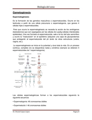 Biología del sexo
Dr. Otoniel López López Página 8
Gametogénesis:
Espermatogénesis:
Es la formación de las gametos masculinos o espermatozoides. Ocurre en los
testículos a partir de una célula precursora o espermatogonia, que genera 4
células hijas o espermatozoides.
Para que ocurra la espermatogénesis se necesita la acción de los andrógenos
(testosterona) que son segregados por las células de Leydig (células intersticiales
epiteloides). Una vez formado el espermatozoide, sale a la luz del tubo seminífero
y ocurre la “maduración” en el epidídimo (adquiere una capa de glucoproteínas
que protegerán al espermatozoide del ph ácido de otras estructuras (uretra,
vagina, etc.)
La espermatogénesis se inicia en la pubertad y dura toda la vida. Es un proceso
continuo, completo (no se desperdicia nada) y simétrico (siempre se obtienen 4
espermatozoides de 1 espermatogonia).
Las células espermatogénicas forman a los espermatozoides siguiendo la
siguiente secuencia:
• Espermatogonia: 46 cromosomas dobles
• Espermatocito I: 46 cromosomas dobles
 